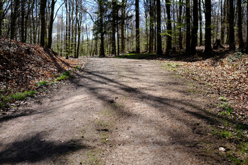 Breiter Waldweg führt durch den Frühlingswald