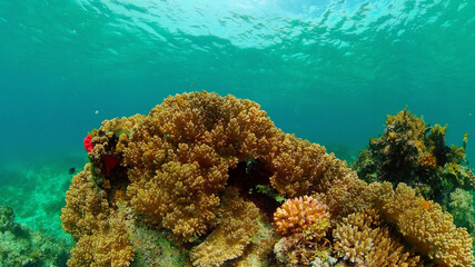 The underwater world of coral reef with fishes at diving. Coral garden under water. Philippines.