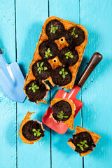 Small starter plats growing in yellow carton chicken egg box in black soil. Break off the biodegradable cup and plant in soil outdoors. Zero waste reuse concept. Top view blue wooden background.