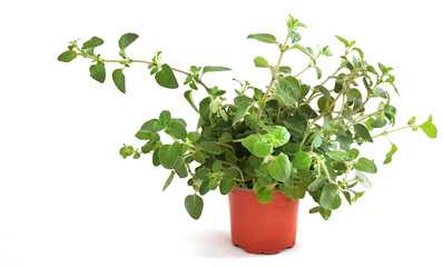 thyme  plant leaves green in a pot isolated