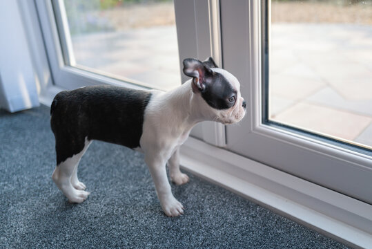 Boston Terrier puppy standing in profile looking out of a glass patio door.
