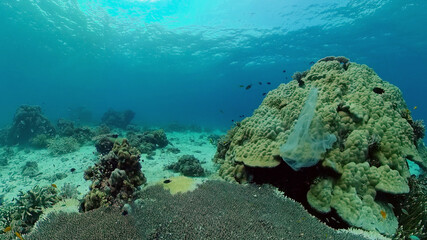 Tropical colourful underwater seascape.The underwater world with colored fish and a coral reef. Philippines.