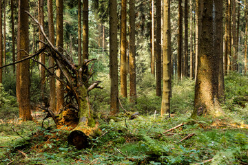 autumn forest in the morning
