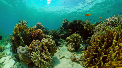 Naklejka na ściany i meble Tropical fishes and coral reef underwater. Hard and soft corals, underwater landscape. Philippines.