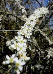 Blüten an einem Zweig