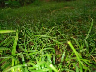 green grass in the garden
