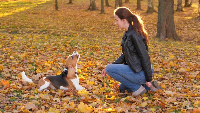 Woman training young beagle, touch muzzle by hand, dog lie down and howl. Caprice or misunderstanding behaviour. Nice autumn park outdoors, fallen leaves lie on around