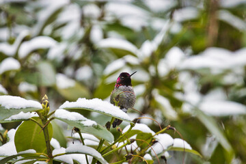 small hummingbird sitting up in a rhododendon in winter snow