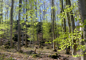 frisches Blattgrün im Wald