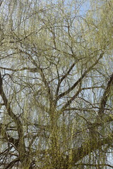 Grün-gelbe Weidenäste im Frühling, Äste, Zweige, Blauer Himmel, Deutschland, Europa