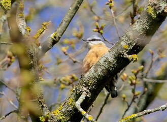 Kleiber in einem Baum