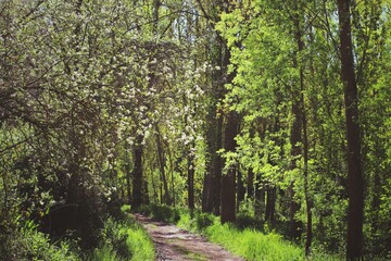 CAMINO