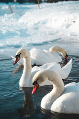 Naklejka na ściany i meble Beautiful family of swans in a small frozen pond in the park