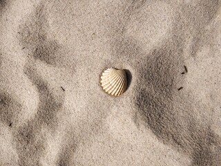 Eine Muschel im Sand