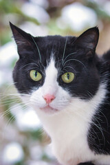 small black and white cat sits outside in the snow