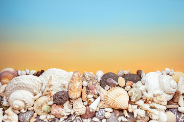 seashell on yellow and blue background