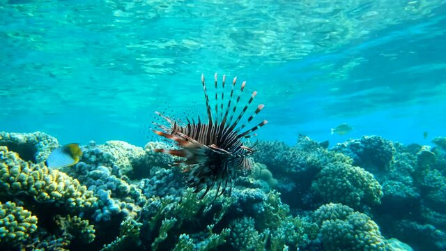 Close-up of Lionfish swims under surface of the water near the coral reef. Red Lionfish&nbsp;(Pterois volitans) Underwater life in the ocean (4K-60pfs).