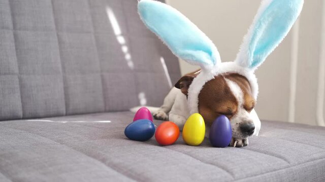 4k. Small chihuahua dog wearing bunny ears with painted eggs. easter