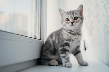 Fototapeta premium Little scottish tabby kitten sits on the window