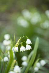 Close up of white snowflakes flowers in sunny day in a forest.