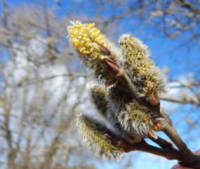 A flowering willow branch against a blue sky with clouds