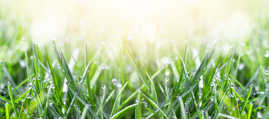 Fresh green grass in the meadow with water dew drops in the morning light. Spring or summer...
