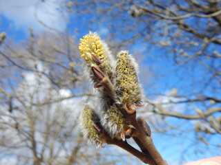 A flowering willow branch on a background of tree branches and blue sky