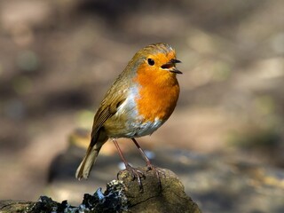 Robin in Rozelle Park Ayr