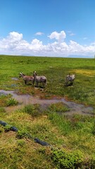 Obraz premium zebras in a Safari, Kenya