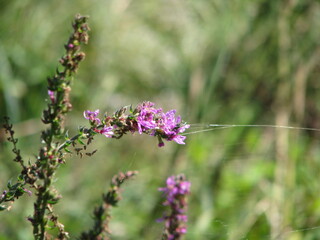 Purple flower on lace with cobwebs 