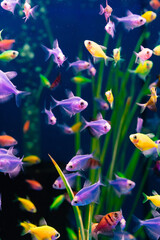 Obraz na płótnie Canvas The glofish multi-colored fish swim in the aquarium. meditation. pet shop.