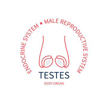 Testes as part of endocrine and male reproductive systems. Human anatomy infographic poster in outline style. Body internal organ. Medical vector illustration.