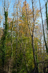 Autumn day in the forest