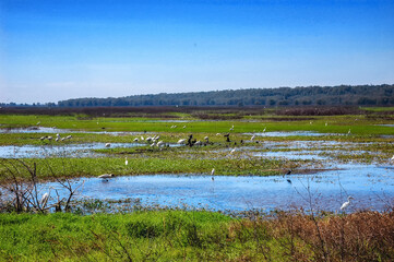 shot of the variety of wildlife,  in mary river national park near kakadu © atosan