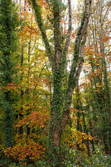 Obraz premium Autumn day in the forest