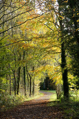 Naklejka na ściany i meble autumn season in the forest