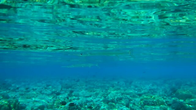Group of Needlefish swims under surface of the blue water reflecting from the water surface. Underwater life in the ocean (4K-60pfs).