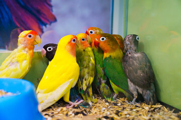 Fototapeta na wymiar lots of lovebird parrot in a cage. large, colorful, beautiful parrots. 