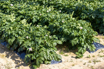 ジャガイモを育てる畑のイメージ