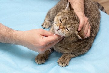 the owner conducts hygiene procedures with the cat. Cat care. Close-up. Place for an inscription.