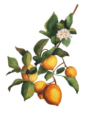 Watercolor branch of lemon tree