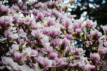 Beautiful flowering tree. Magnolia tree. Lots of flowers