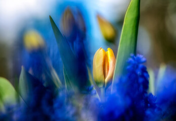 Yellow tulip between blue flowers