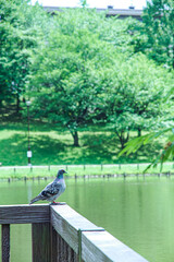 鳩
