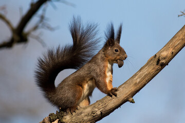 Portrait of a squirrel with a walnut