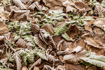 zmrożone suche liście jako tło © Henryk Niestrój