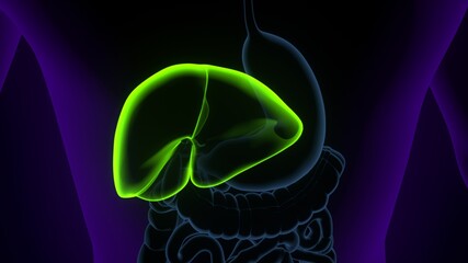 Liver 3D Illustration Human Digestive System Anatomy.