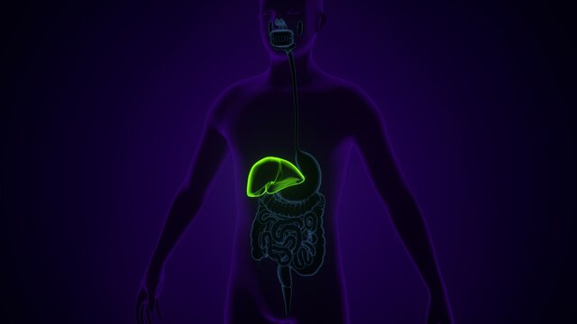 Liver 3D Illustration Human Digestive System Anatomy.