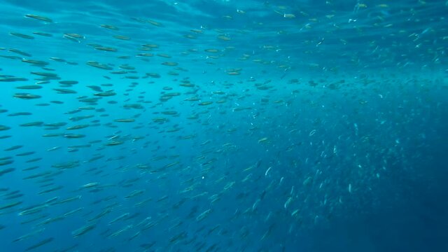 Large school of little fish swims under surface of blue water near coral reef. Underwater life in the ocean (4K-60pfs). Camera moving forwards following a school of fish