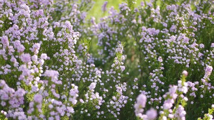 Confetti bush lilac flower, California USA. Coleonema pulchellum, buchu diosma springtime bloom. Home gardening, american decorative ornamental houseplant. Spring blossom natural botanical atmosphere.